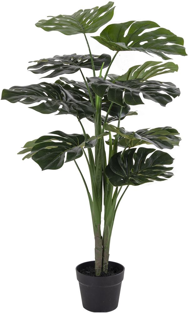 Monstera tekokukka - 90 cm