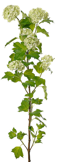 Olvon keinotekoinen kasvi