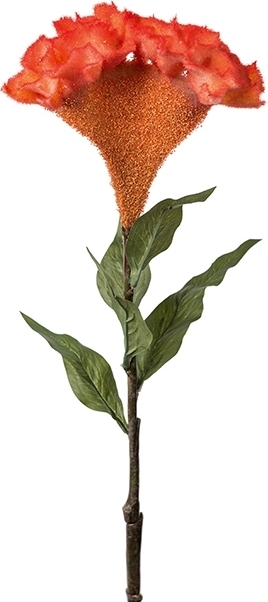 Celosia keinotekoinen kasvi Celosia keinotekoinen kasvi