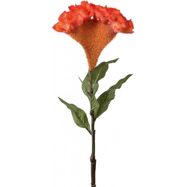 Celosia keinotekoinen kasvi