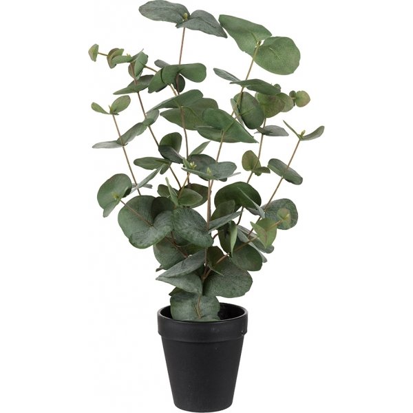 Eukalyptus keinotekoinen kasvi