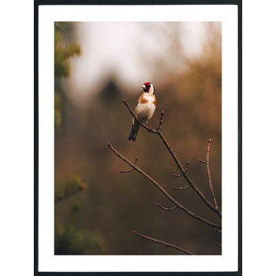 Posterworld - Motif Bird - 50 x 70 cm