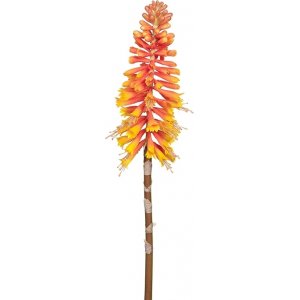 Kniphofia keinotekoinen kasvi Kniphofia keinotekoinen kasvi