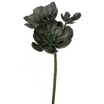 Echeveria keinotekoinen kasvi