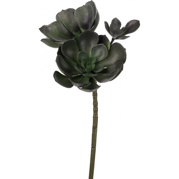 Echeveria keinotekoinen kasvi