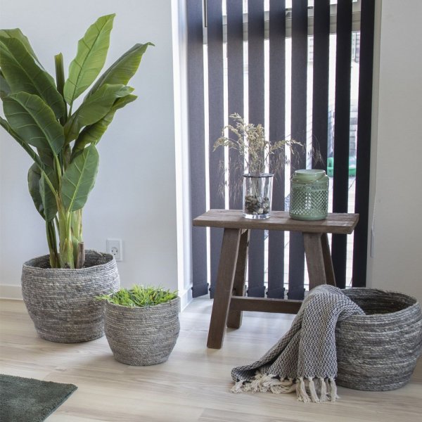 Barcelonan penkki 50 cm - tiikki