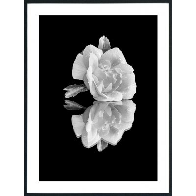 Posterworld - aihe White Rose - 50 x 70 cm