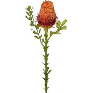 Banksia keinotekoinen kasvi Banksia keinotekoinen kasvi