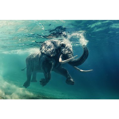Lasitaulu Elephant - 120x80 cm