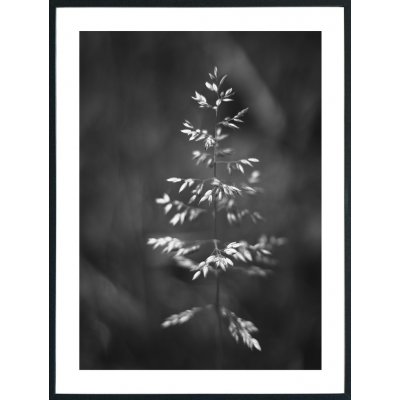 Posterworld - Motif Grass - 70 x 100 cm