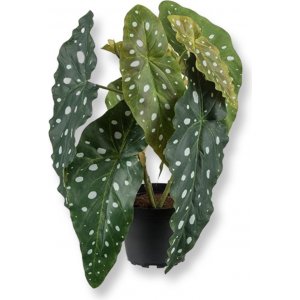 Taimen begonia keinotekoinen kasvi Taimen begonia keinotekoinen kasvi