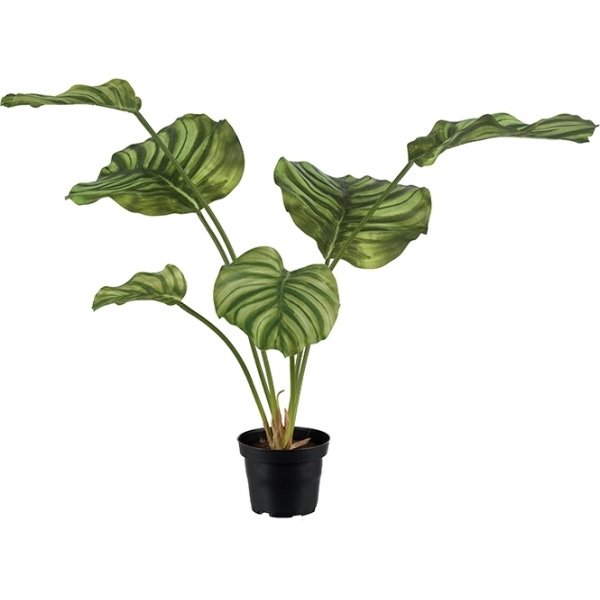 Calathea keinotekoinen kasvi
