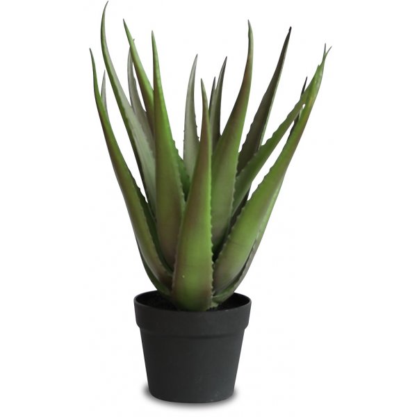 Keinokasvi - Aloevera 50 cm
