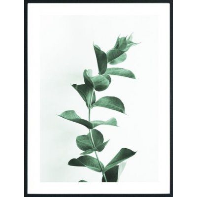 Posterworld - aihe Eucalyptus - 70x100 cm