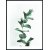 Posterworld - aihe Eucalyptus - 50x70 cm